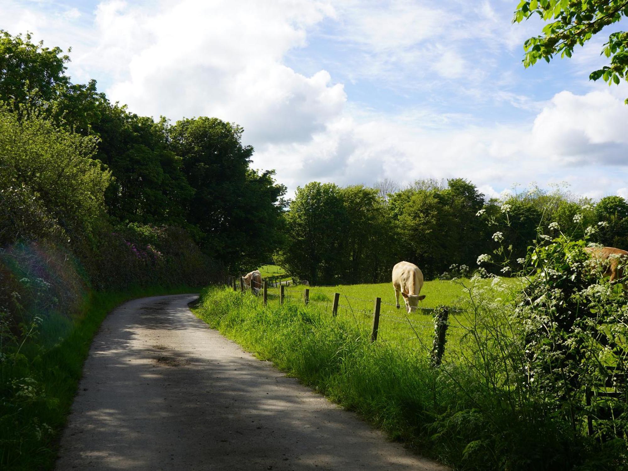 Roe Deer Lodge Newton Stewart Eksteriør bilde